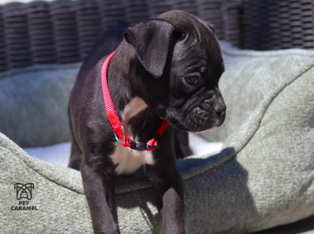 Male Reverse Brindle Boxer for sale