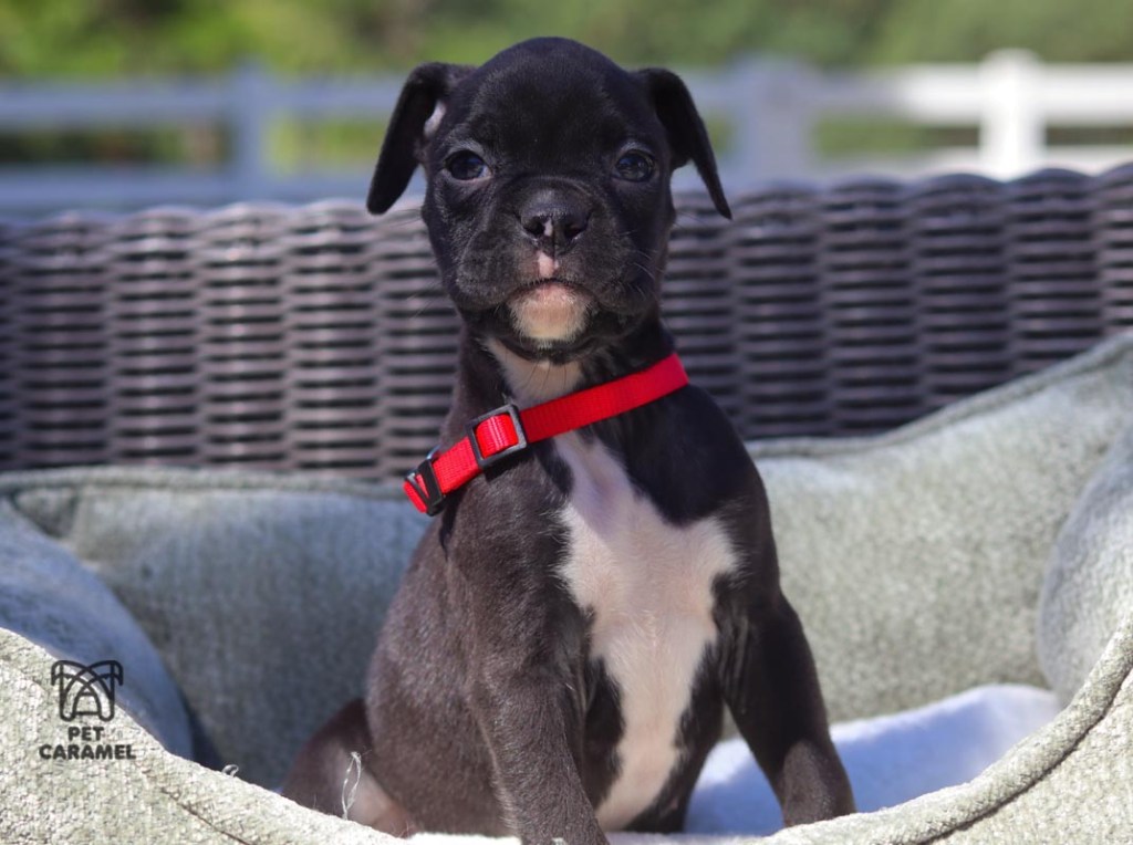 Male Boxer Reverse brindle