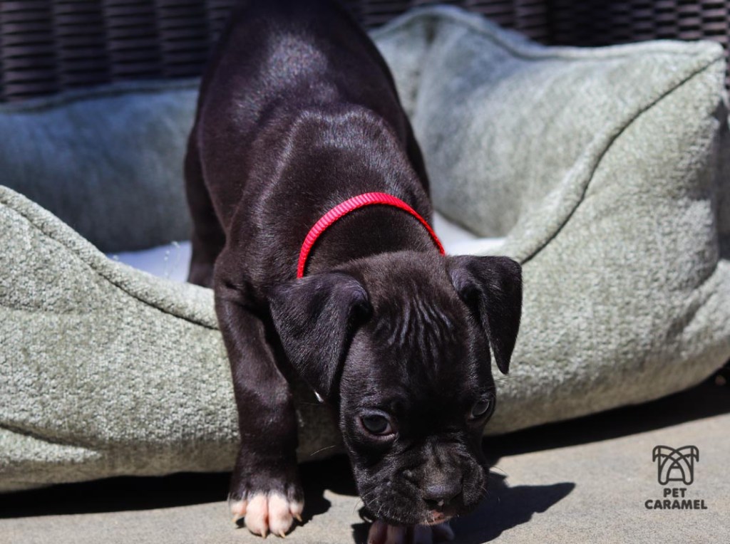 Male Boxer Reverse Brindle for sale in California