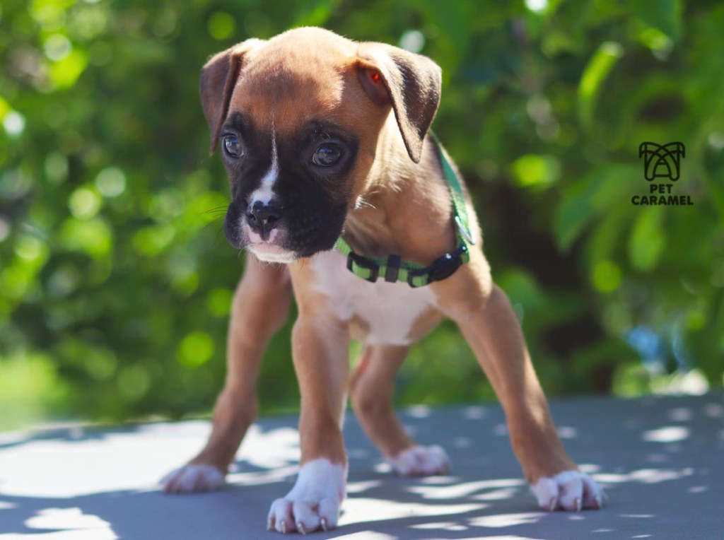 female fawn boxer puppy