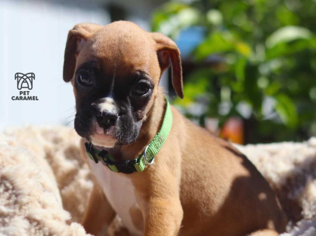 boxer fawn male for sale