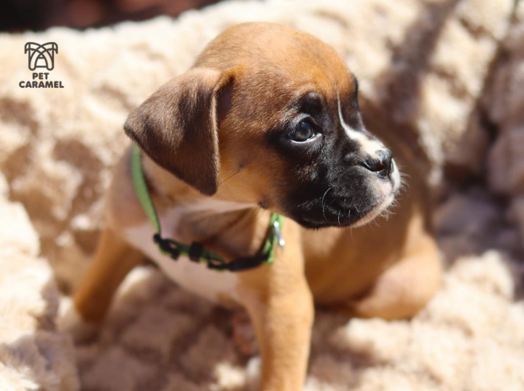 male fawn for sale in California