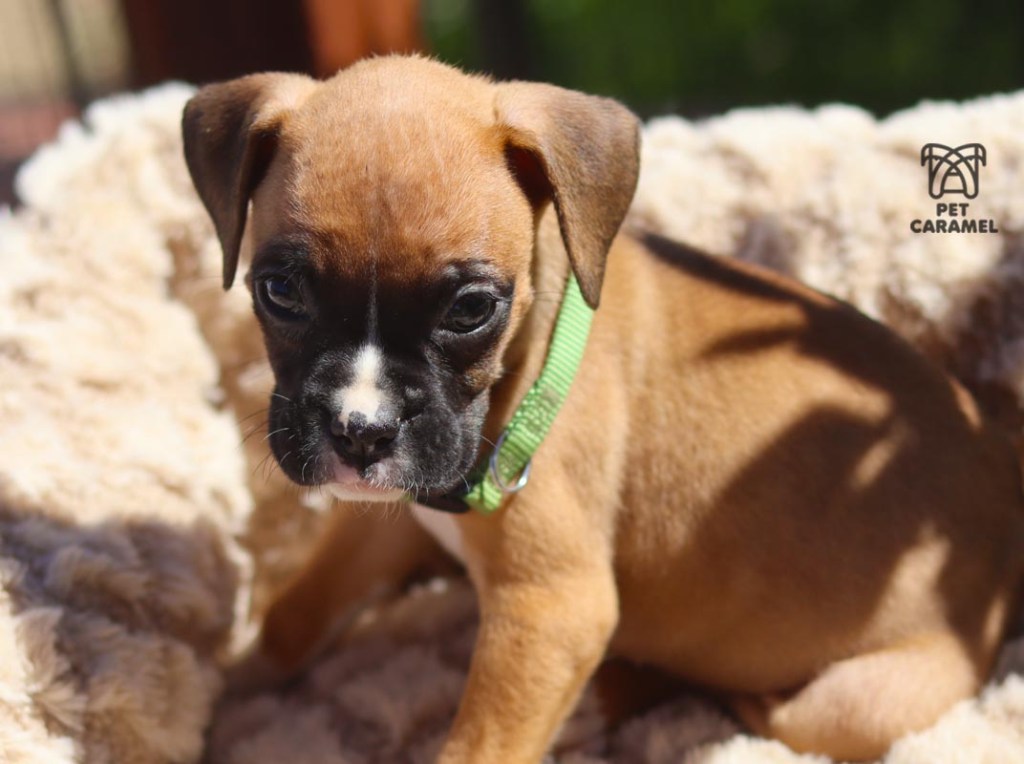 Boxer male for sale