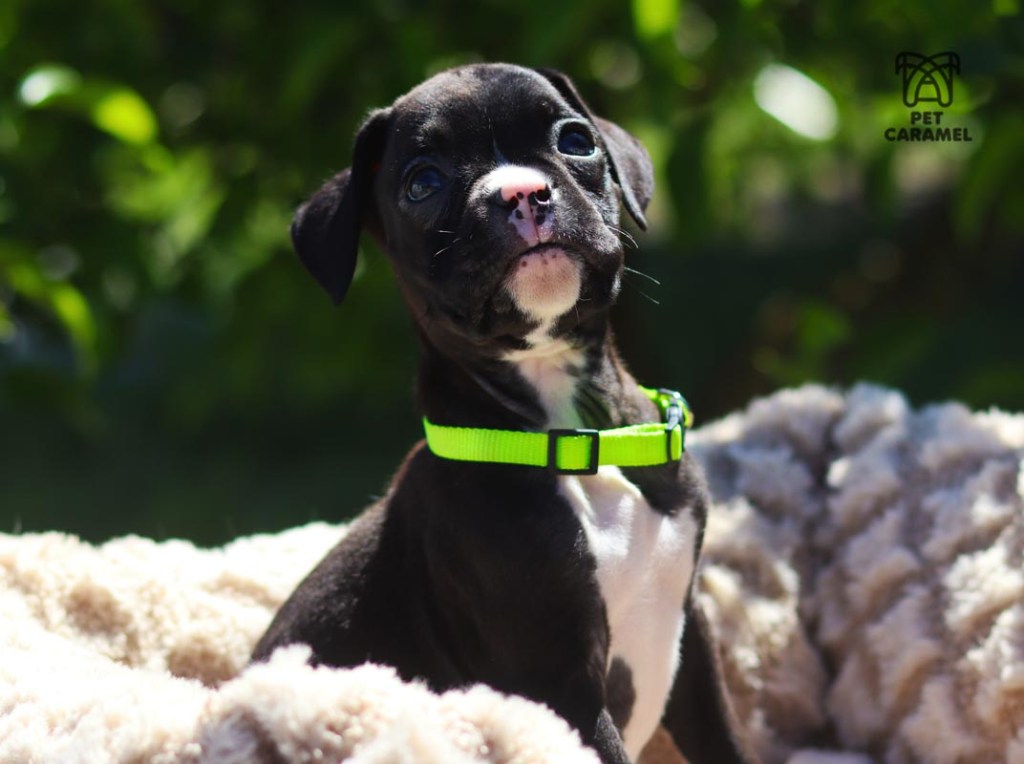 boxer puppy for sale in California