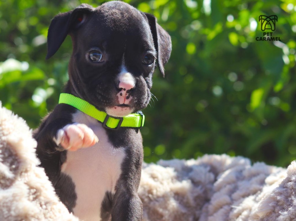 boxer seal for sale Male