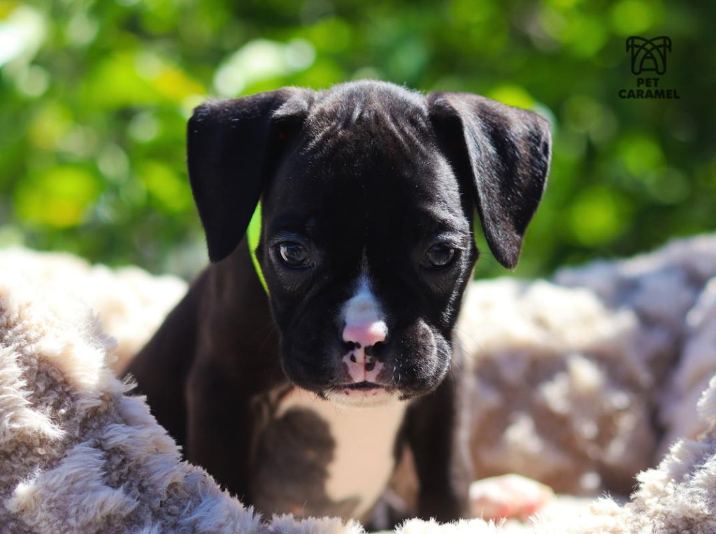 boxer puppy reverse bridle boxer puppy