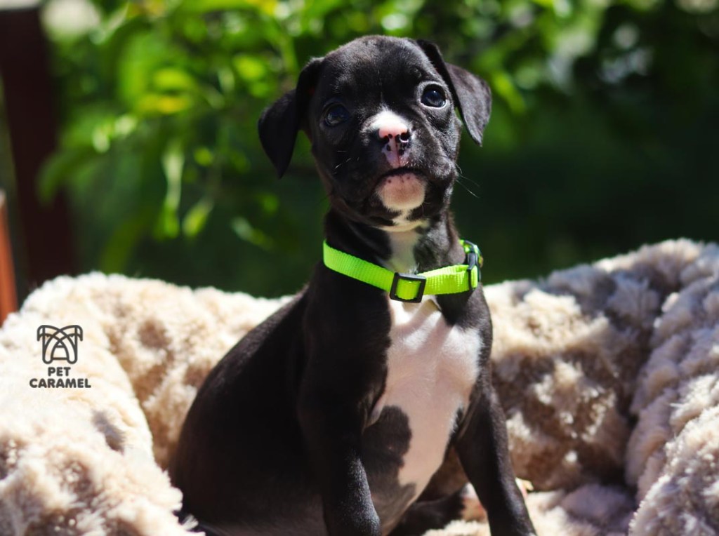 boxer black puppy seal reverse