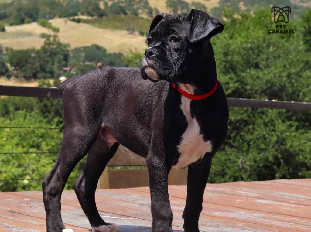 boxer boxer male puppy