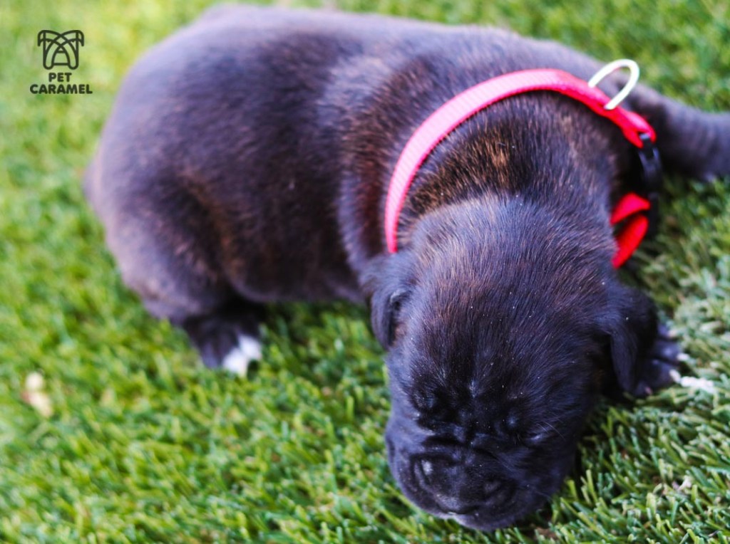 female boxer brindle
