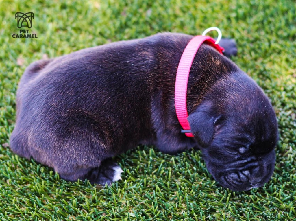 female boxer puppy brindle