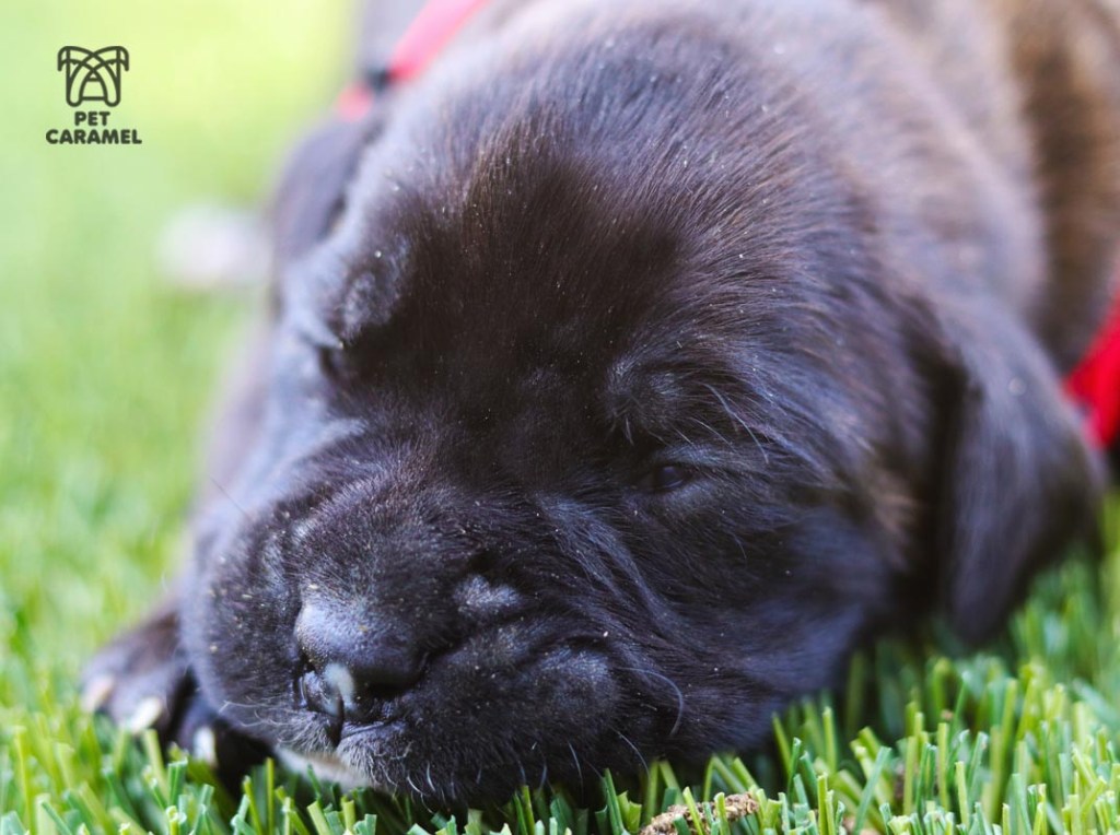female boxer puppy brindle akc
