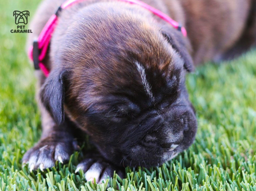female boxer puppy brindle boxer breeder