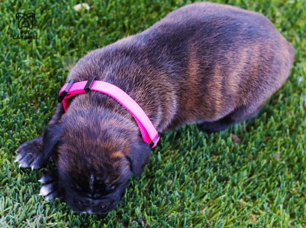 female boxer puppy brindle akc brindle dark
