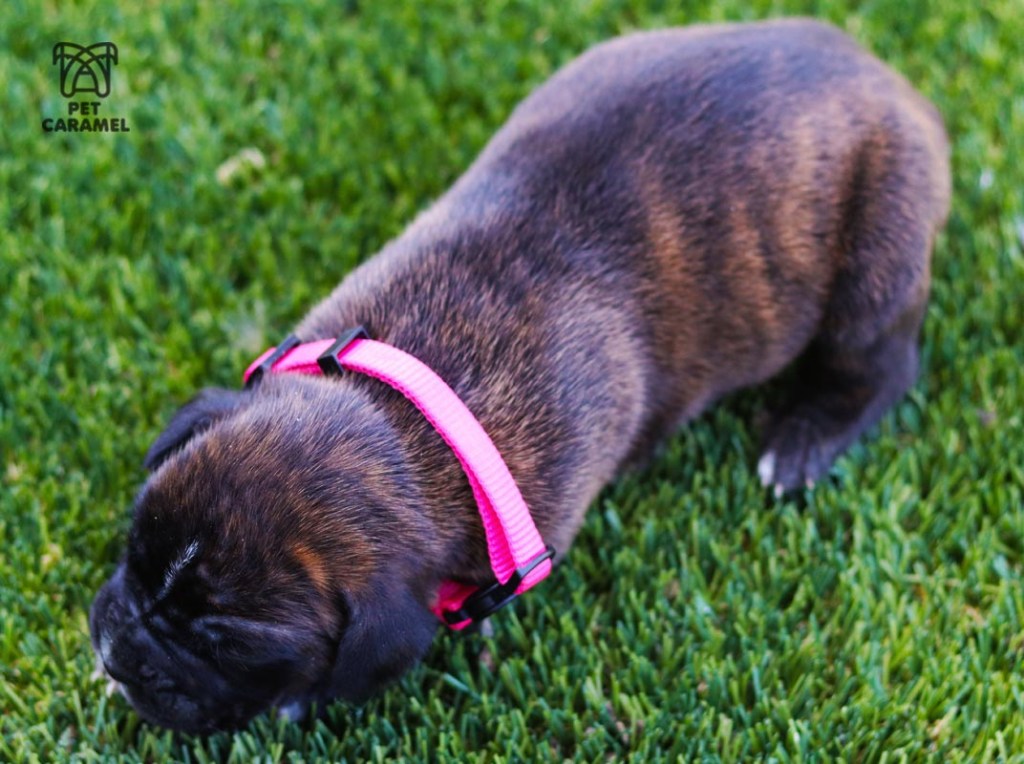 female brindle dark akc