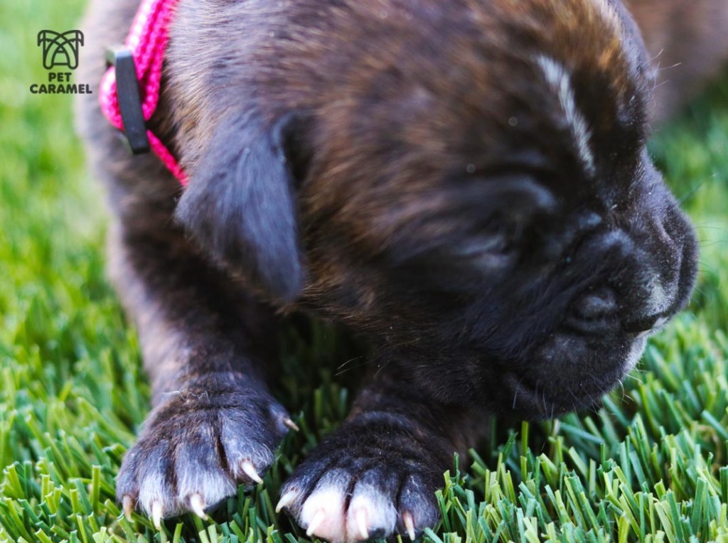 female boxer puppy brindle
