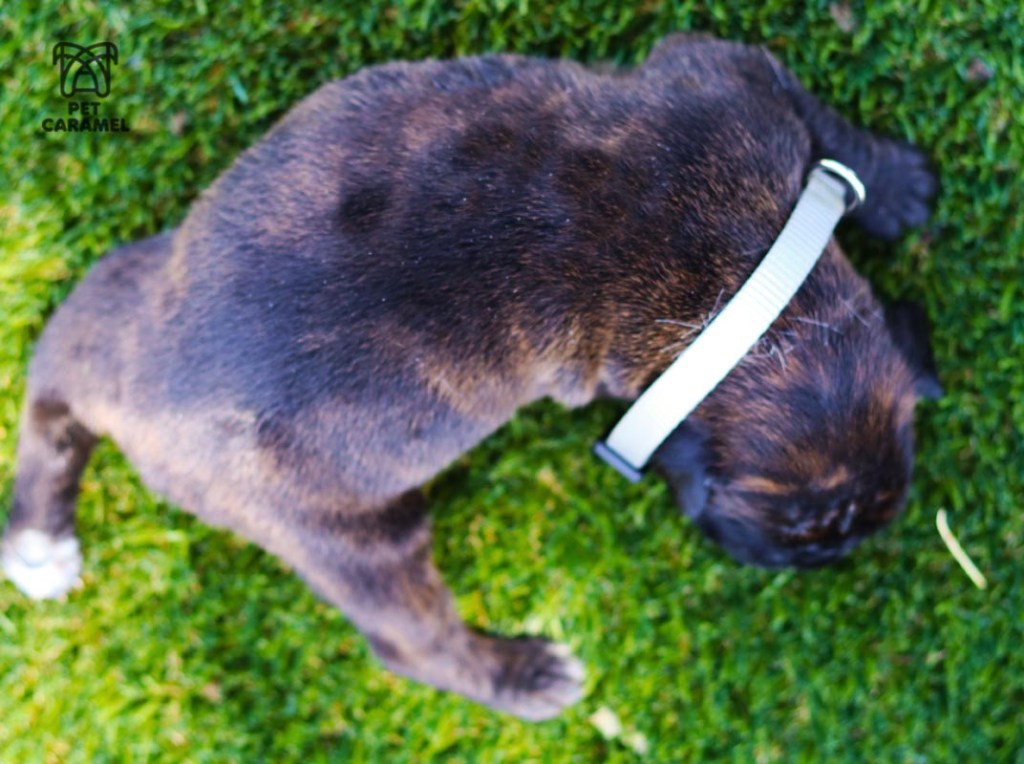 female boxer puppy brindle CUTE