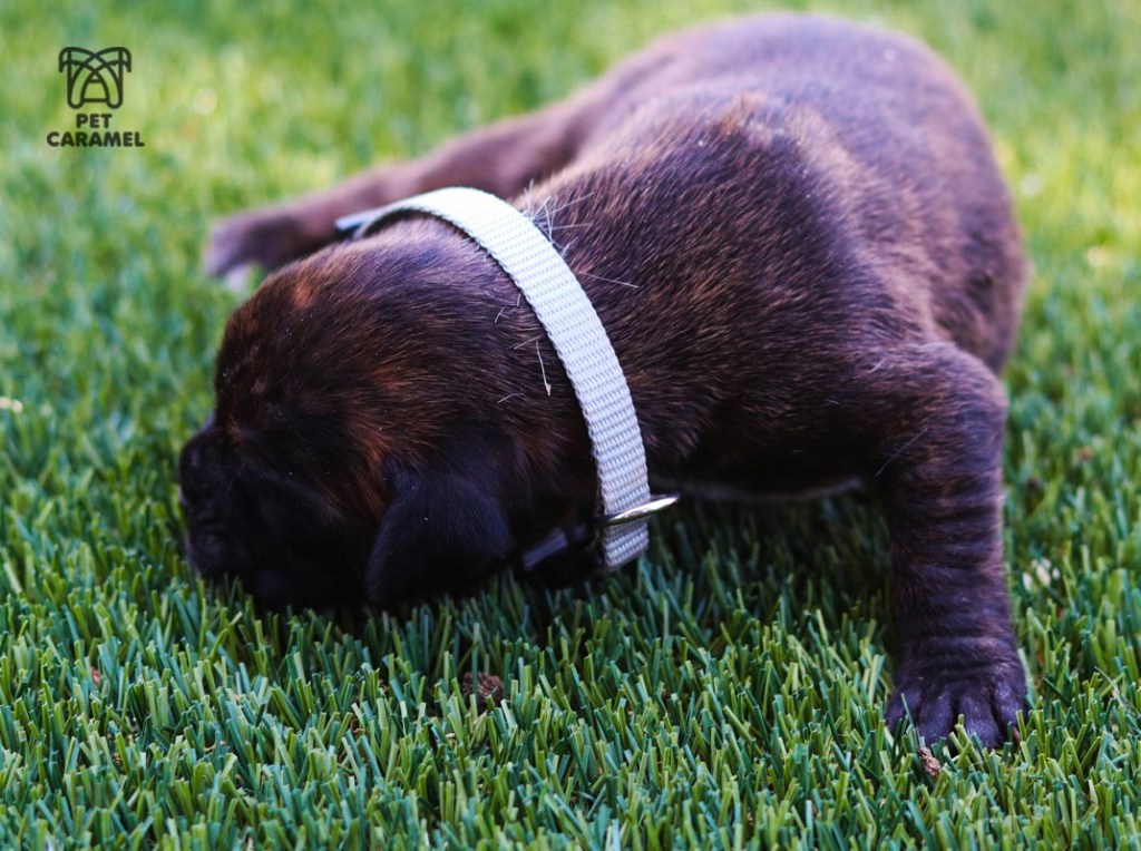 female boxer puppy brindle