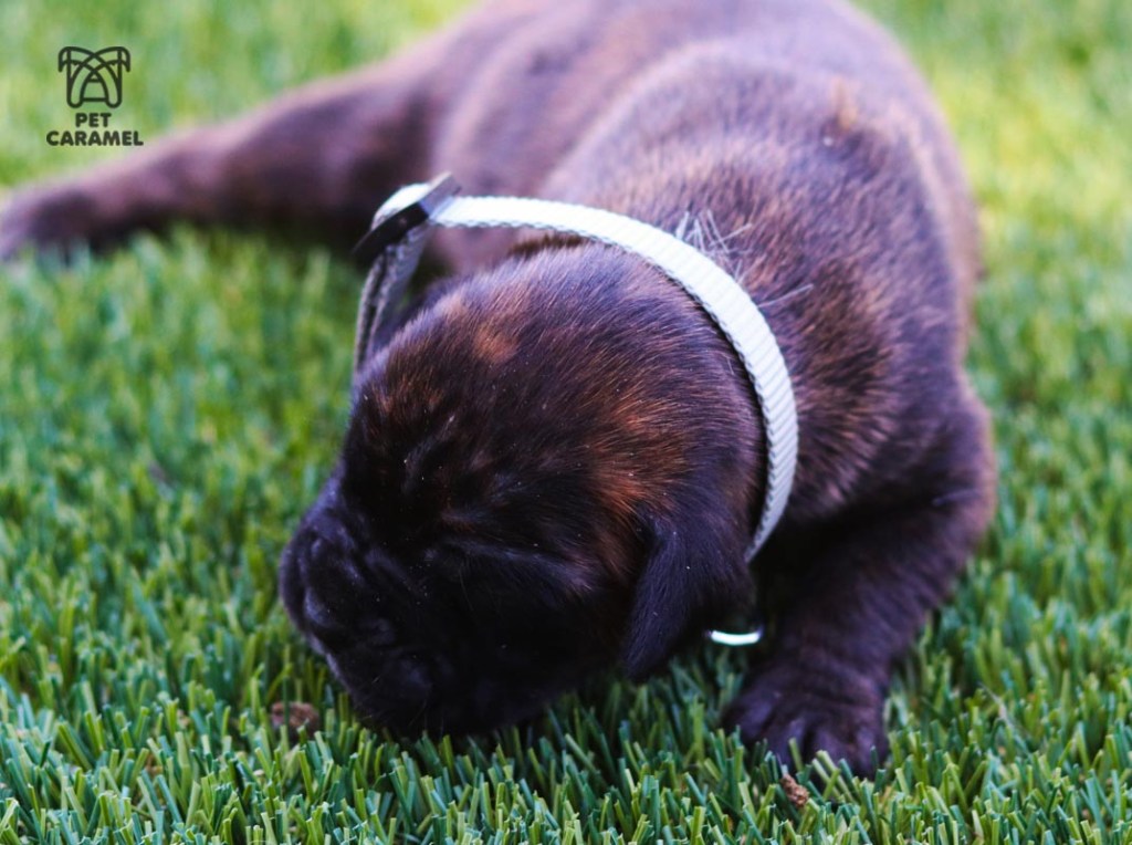 female boxer puppy brindle in california