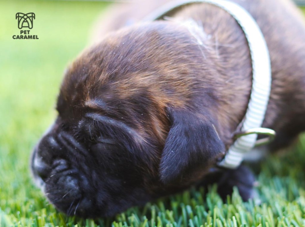 cute boxer puppy