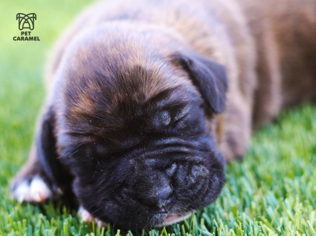 female boxer puppy brindle boxer breeder