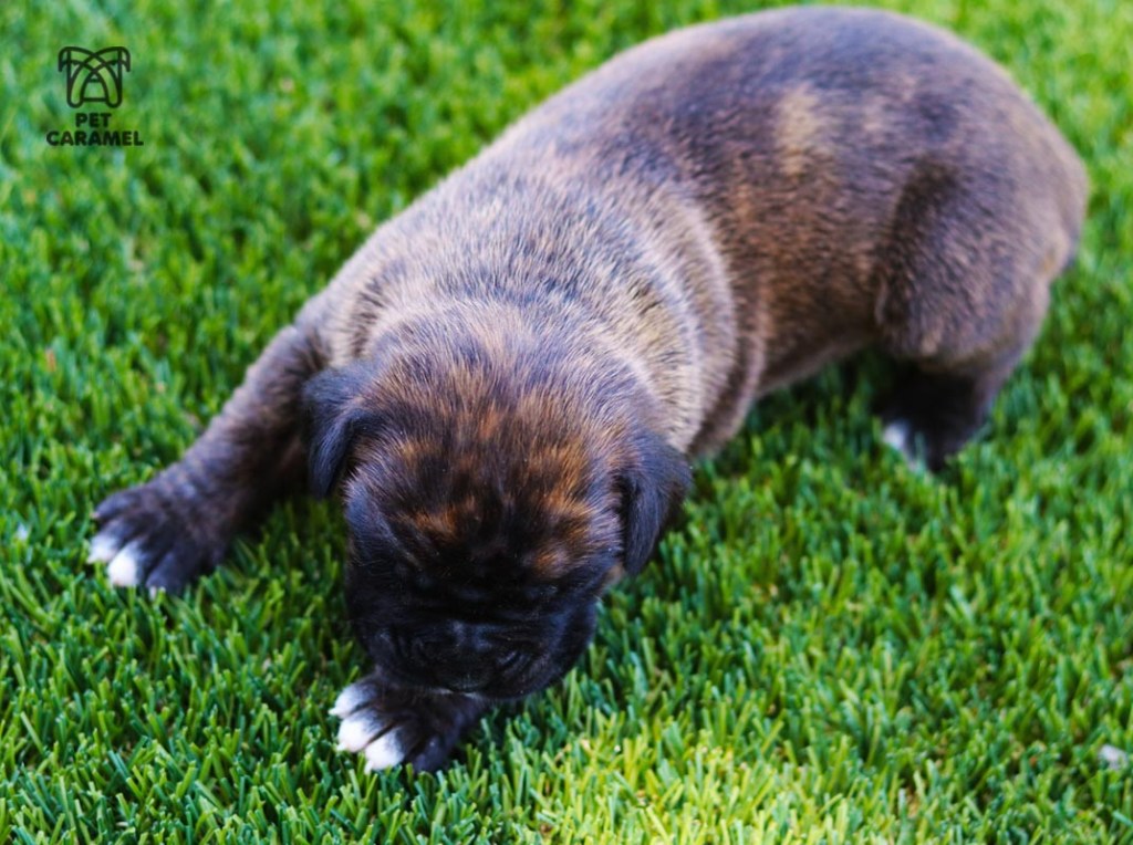 cute female boxer puppy for sale