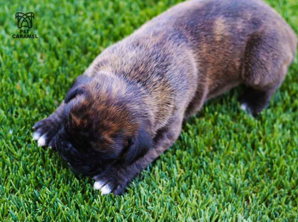 Boxer Puppy AKC for sale