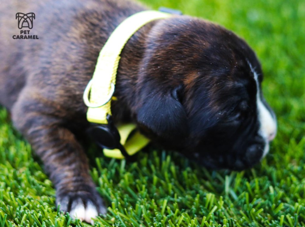 cute female brindle for sale