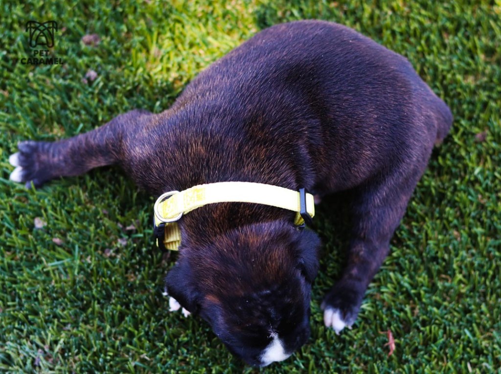 boxer brindle black mask puppy