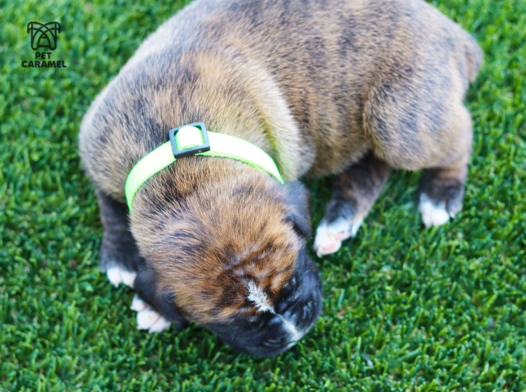 Male boxer puppy brindle