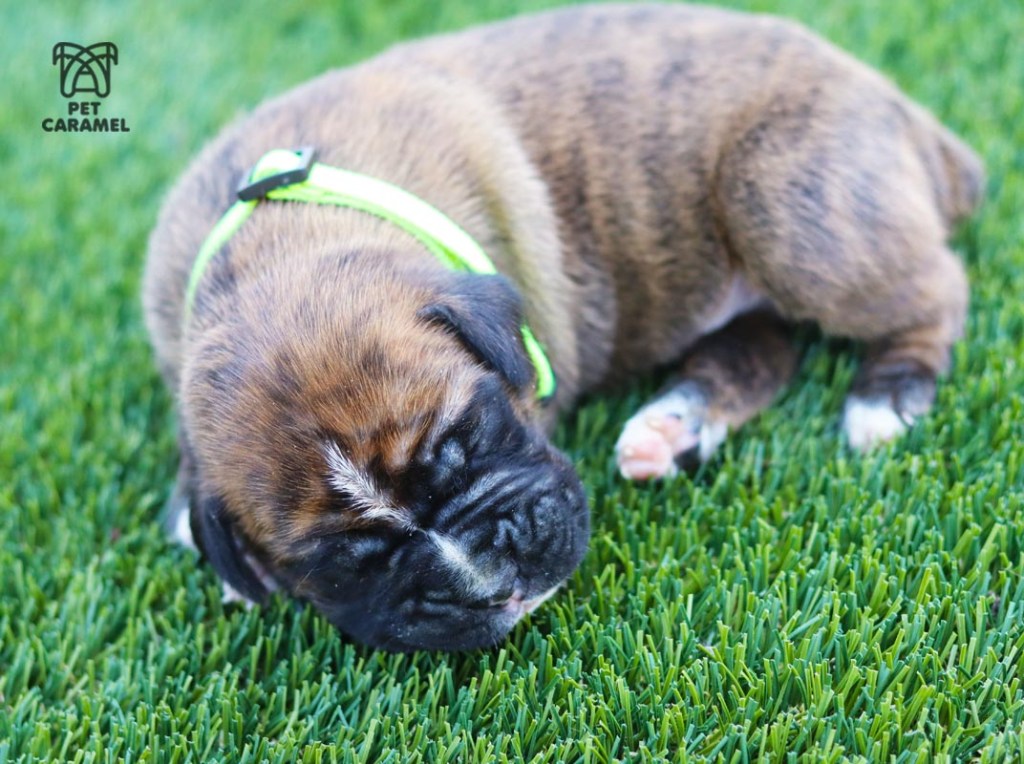 male boxer puppy for sale