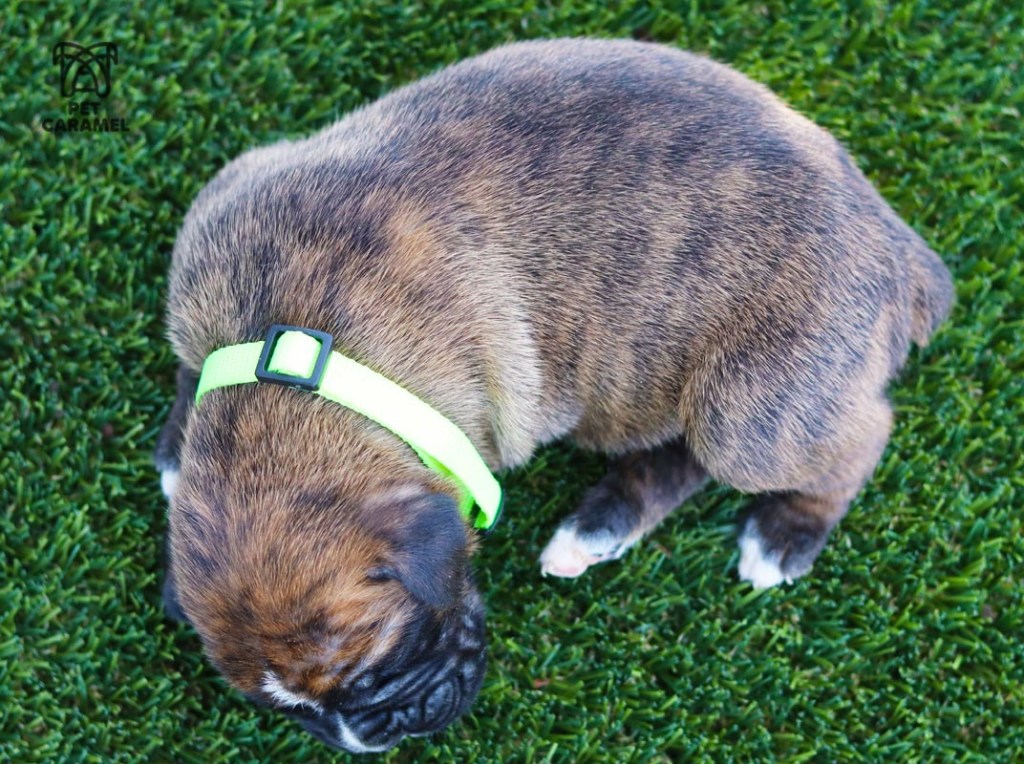 male boxer puppy ai