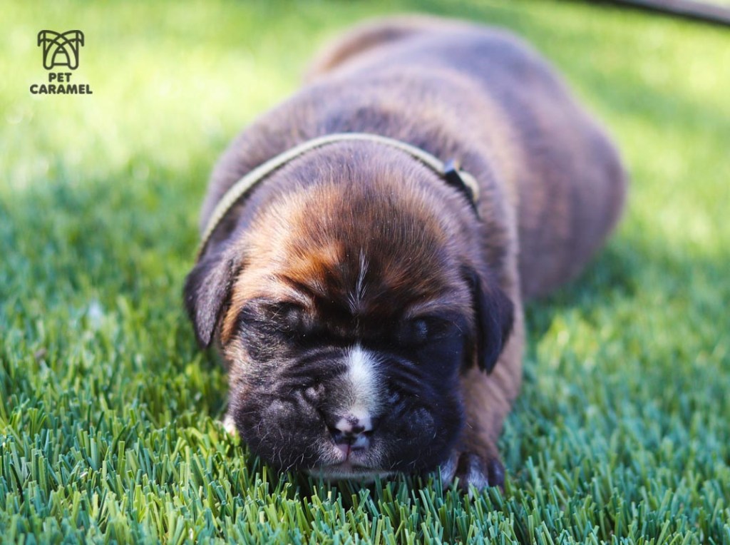 male boxer available