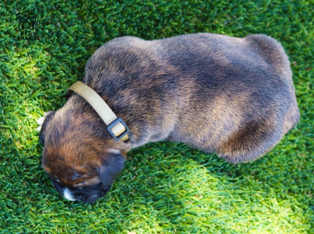 boxer puppy male available
