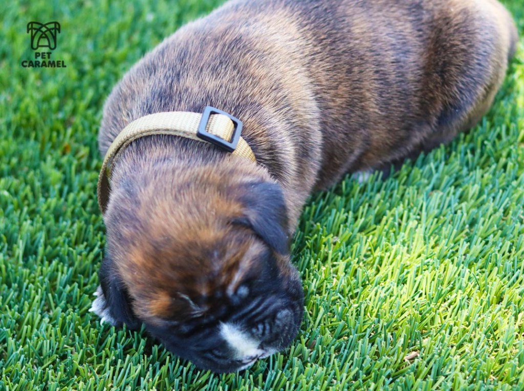 boxer brindle male available