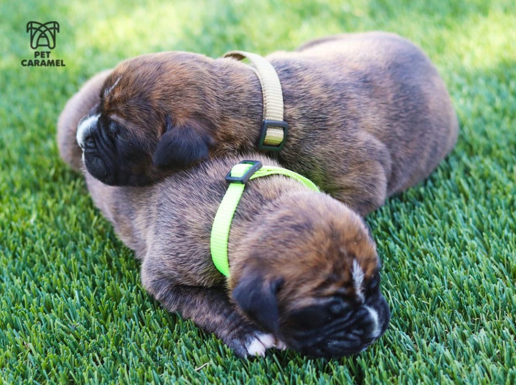 males boxer puppies available