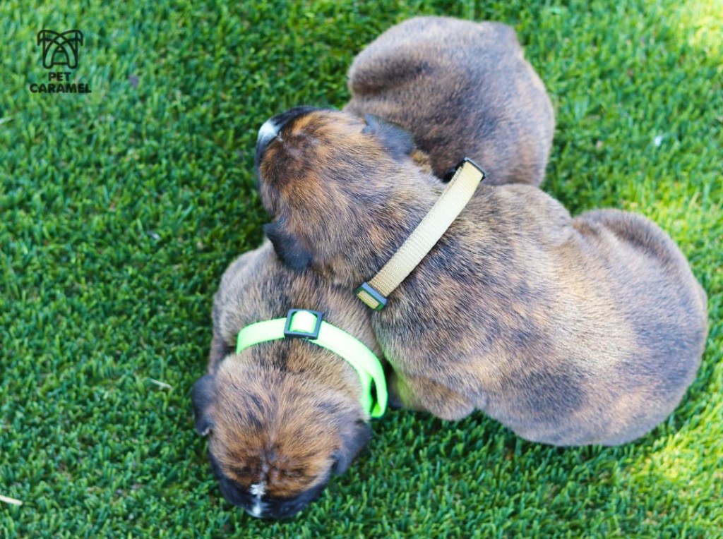 cute puppies