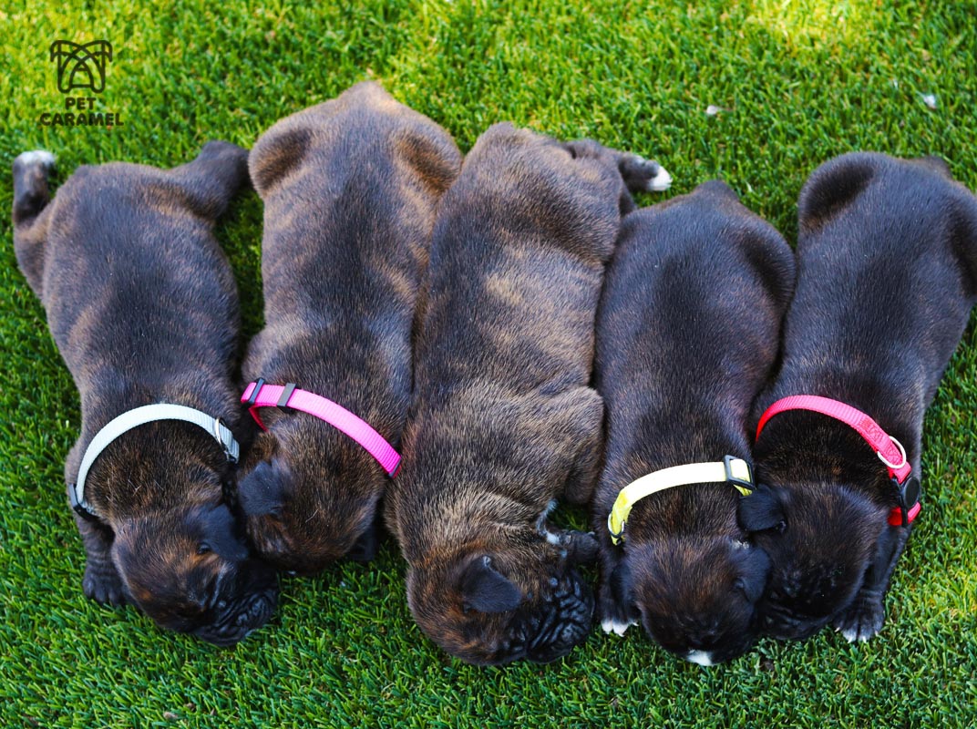 brindle european puppies