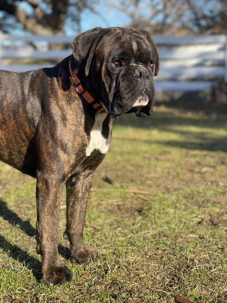 Gecko boxer dog