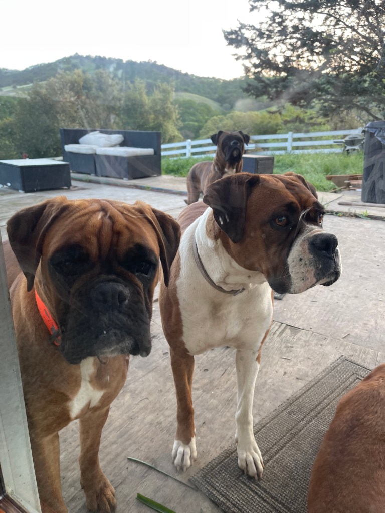 Montana and tango