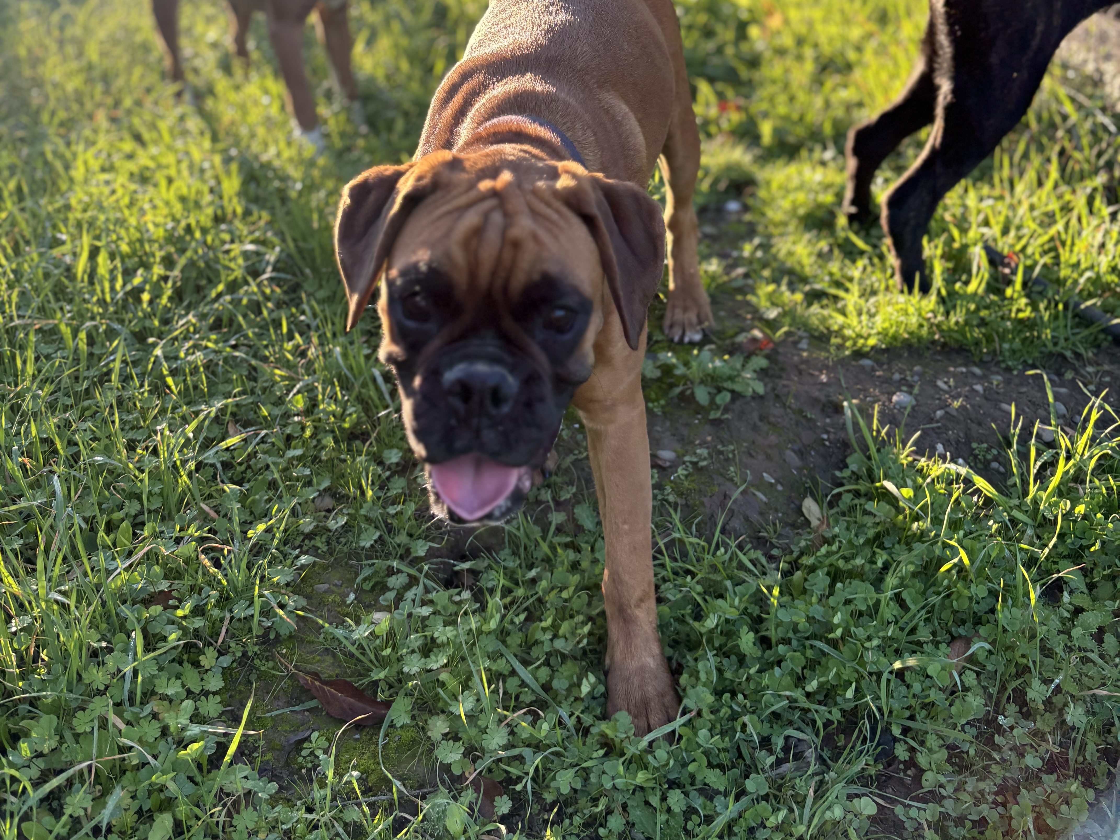 MONTAN BOXER DOG PACK BOXER BREEDER