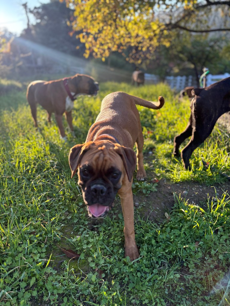 MONTAN BOXER DOG PACK BOXER BREEDER