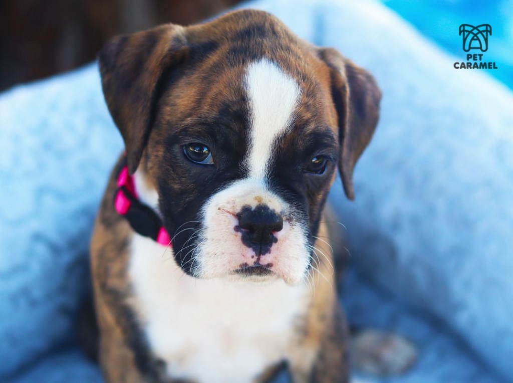 cute akc female boxer puppy