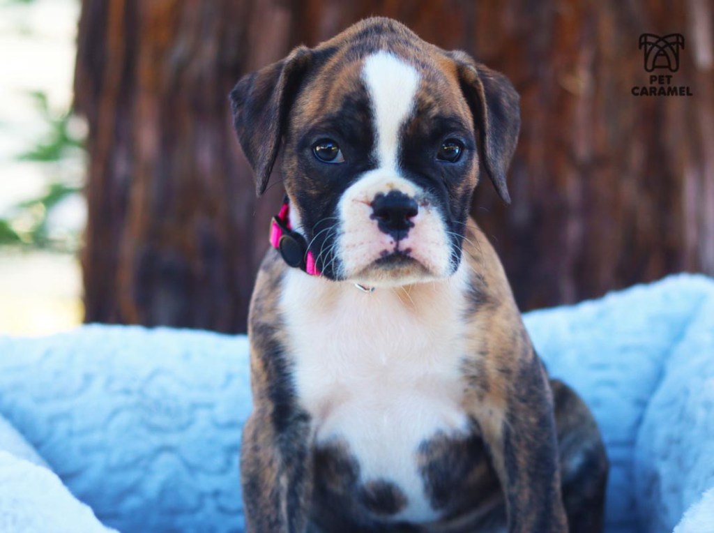wonderful brindle boxer puppy