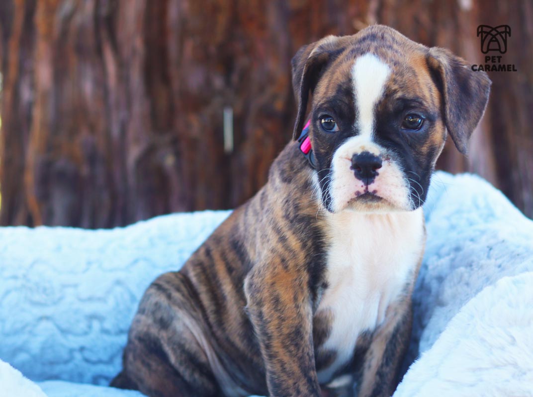 boxer female puppy for sale