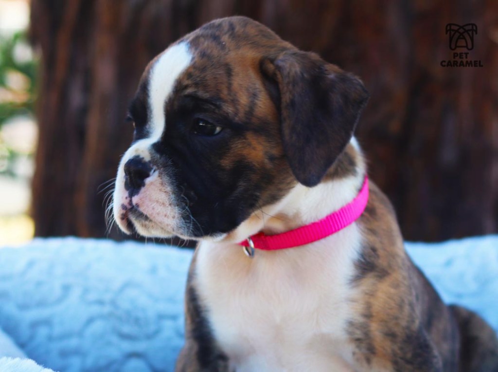 wonderful brindle boxer puppy