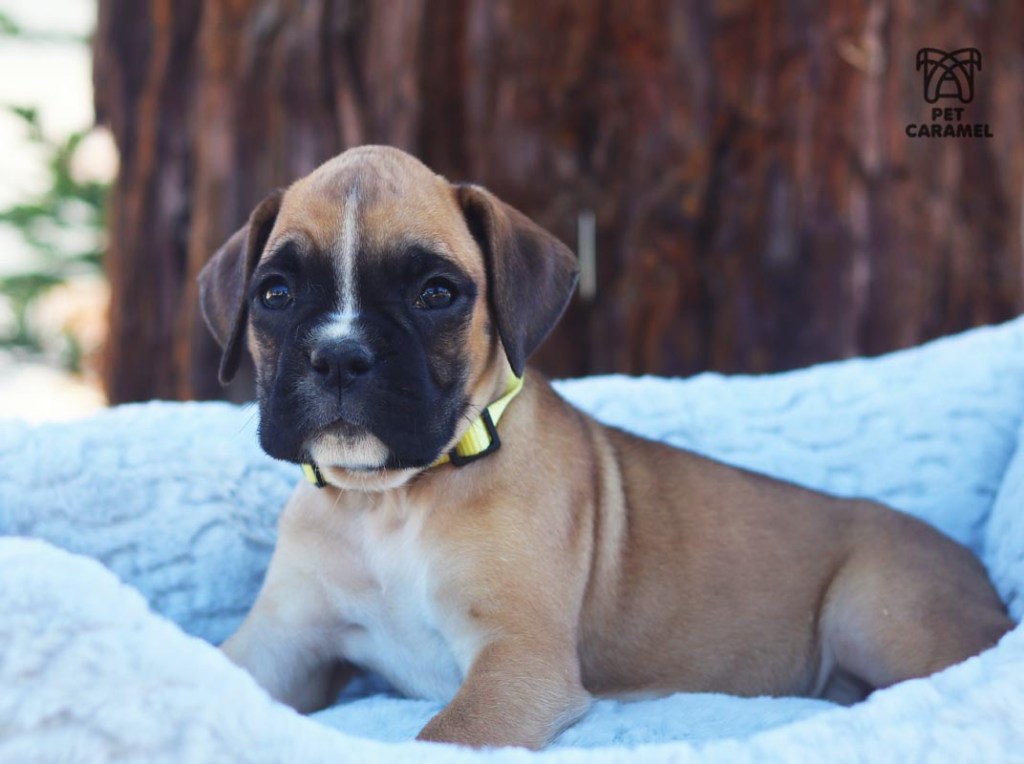 female boxer puppy for sale AKC Breeder in CALIFORNIA