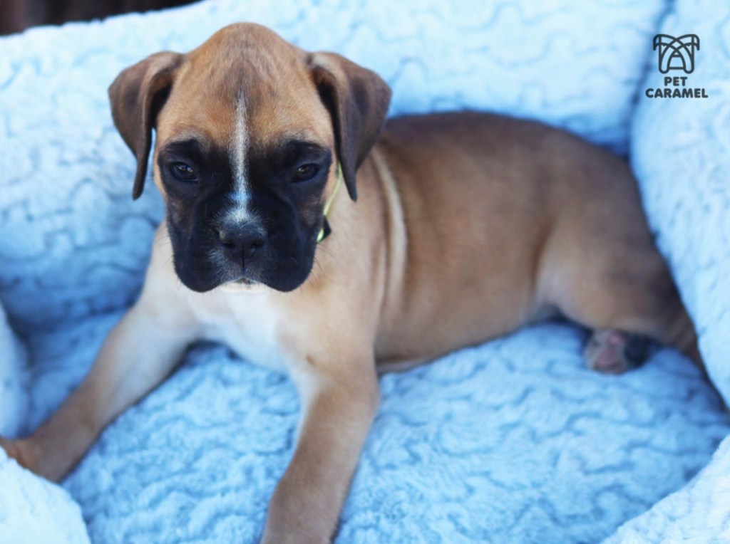 wonderful female boxer puppy for sale
