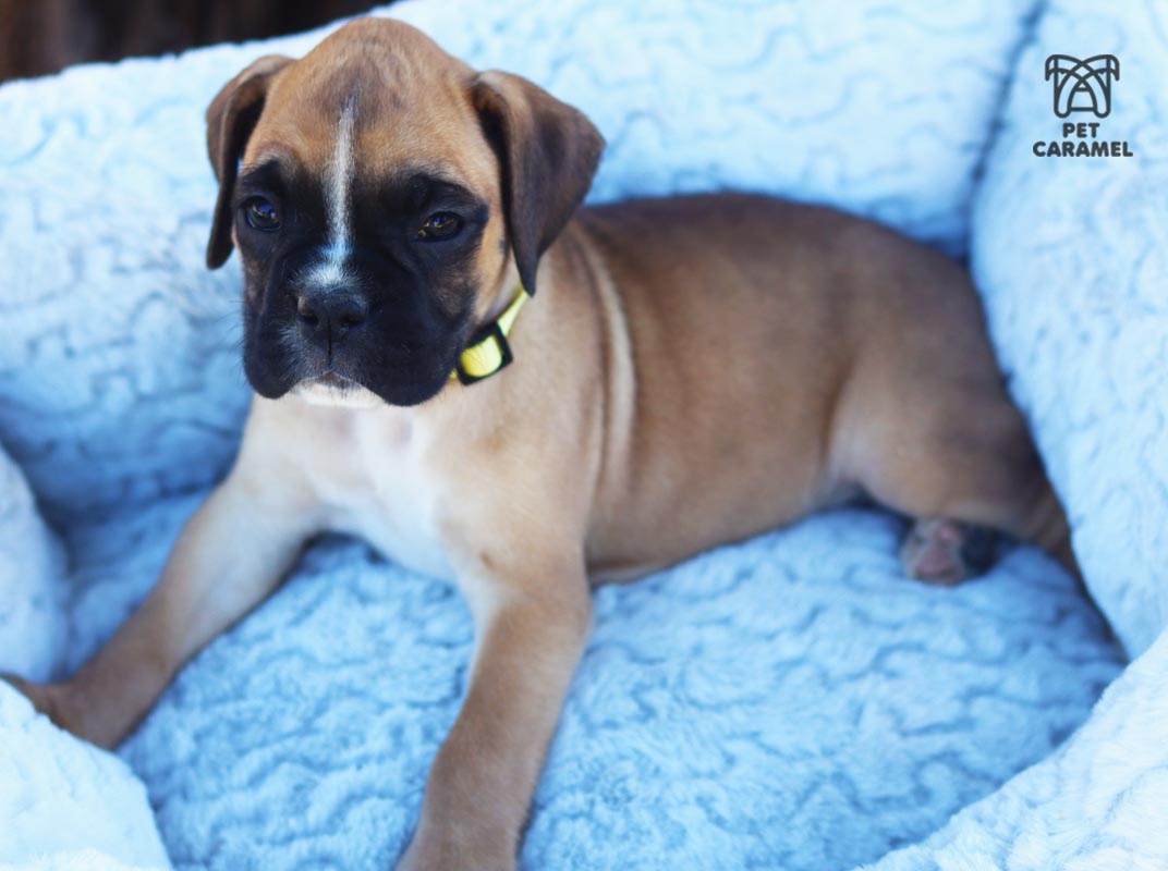 cute boxer puppy for sale