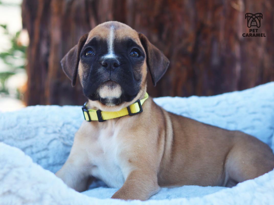 female boxer puppy for sale in california