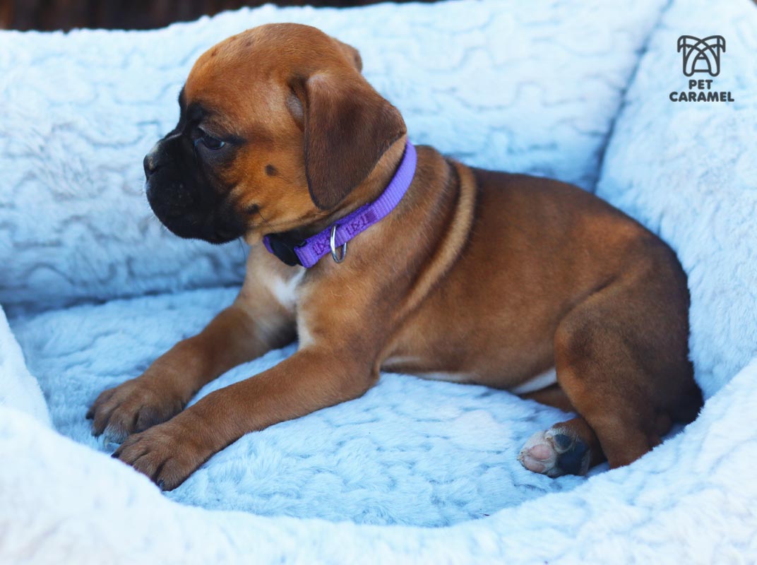 female boxer puppy for sale in california